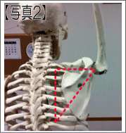 肩こりの説明
